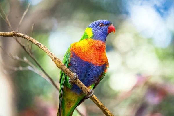 Vahşi Papağan - Lorikeet gökkuşağı doğal bir ortamda. Yakın plan. Odaklanmamış arkaplan
