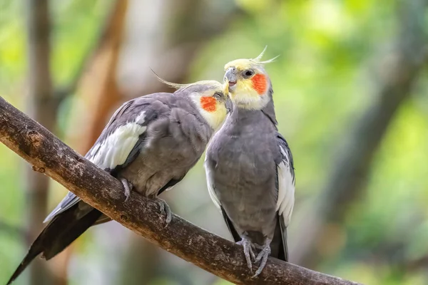 Couple Parrots Love Cockatiel Tree Branch Close Bird Wild Blurred Stok Gambar