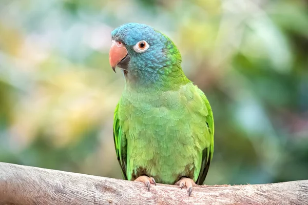 Blue Crowned Parrot Natural Environment Bird Wild Defocused Green Background Stok Gambar