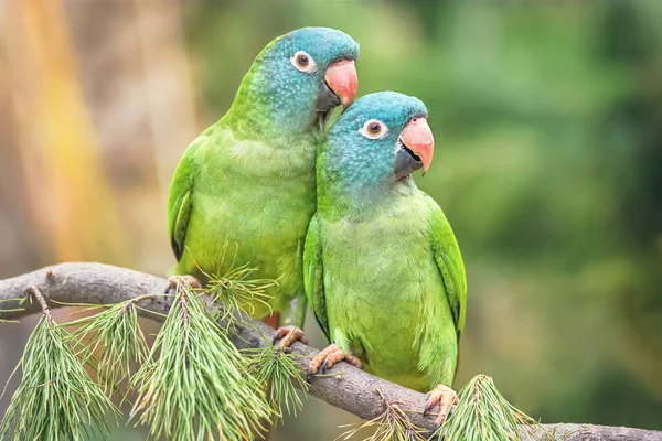 Pair Blue Crowned Parrots Love Natural Environment Bird Wild Defocused Stok Gambar Bebas Royalti