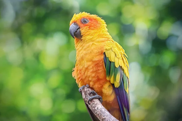 Yellow Parrot Ground Conure Parakeet Close Bird Wild Blurred Green — Stockfoto