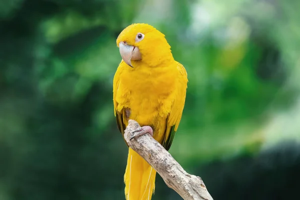 黄色鹦鹉 自然环境中的鹦鹉 在野外的鸟的特写 模糊的绿色背景 — 图库照片