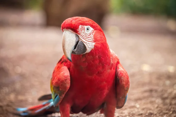 Rudý Papoušek Scarlet Macaw Kráčí Zemi Detailní Záběr Ptáka Divočině — Stock fotografie