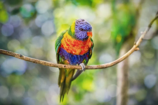 Wild Parrot Rainbow Lorikeet Зеленом Расфокусированном Фоне Крупный План — стоковое фото