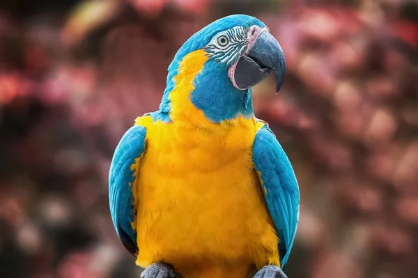 Yellow and blue parrot Scarlet macaw in a natural environment. Close-up of the bird in the wild. Red background out of focus