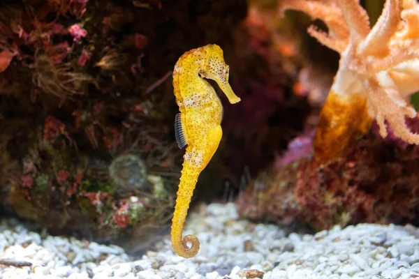 Λεπτός Ίππος Στο Βραχώδες Ενυδρείο Hippocampus Reidi Πρόσθια Όψη — Φωτογραφία Αρχείου