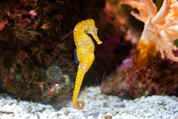 Slender Seahorse Rocky Aquarium Hippocampus Reidi Front View Stok Gambar