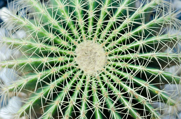 Cactus Closeup — Stock Photo, Image