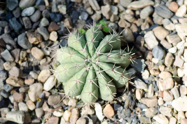 Primo piano del cactus — Foto Stock