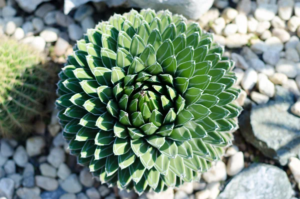 Primo piano del cactus — Foto Stock