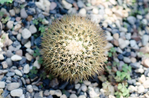 Primo piano del cactus — Foto Stock