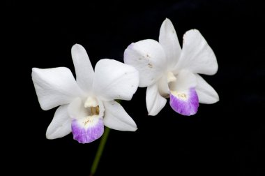 orkide