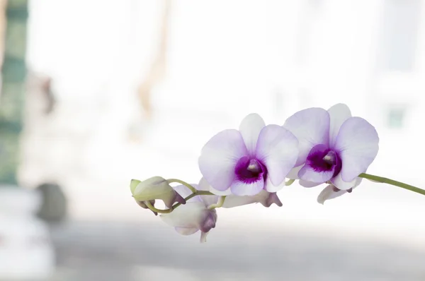 Orchid — Stock Photo, Image