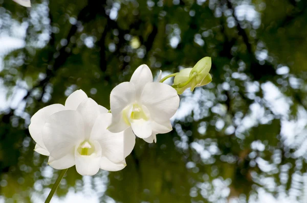 Orchid — Stock Photo, Image