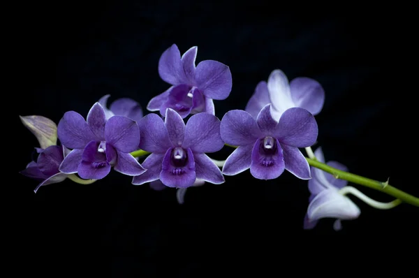 Orchidee lizenzfreie Stockfotos