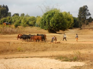 Afrika - hayvan otlatma - bazı küçük Afrikalı Çocuk thei kurşun