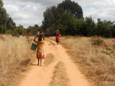 Su ve yakacak odun Tanzanya kova ile Afrikalı kadınlar -