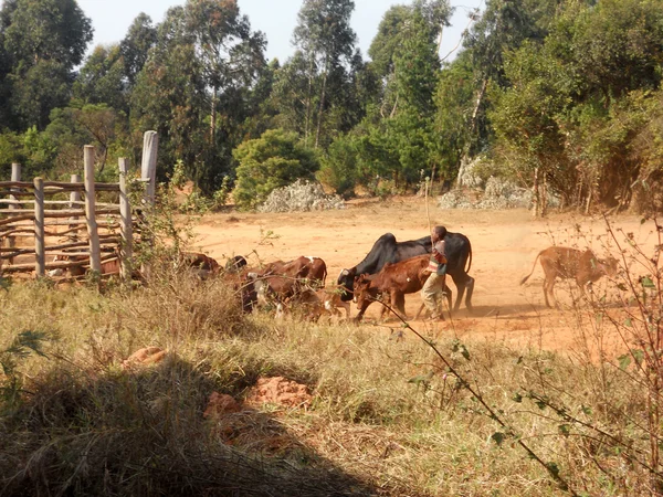 Grazing animals - The small African children lead their animals — Stock Photo, Image