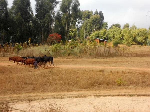 Grazing animals - Some small African children lead their animals — Stock Photo, Image