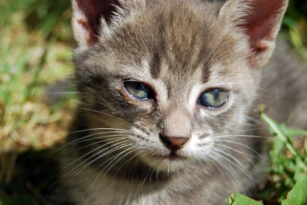 Gri kedi 007 — Stok fotoğraf