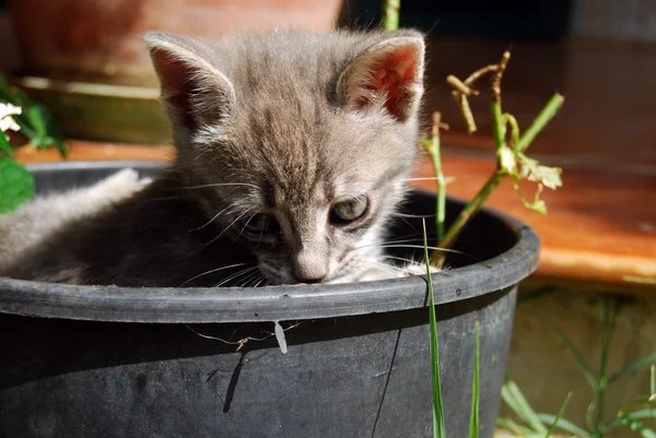 Il giardiniere del gatto — Foto Stock