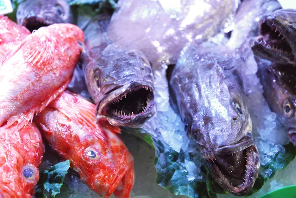 En el mercado 269 - el mostrador de pescado — Foto de Stock