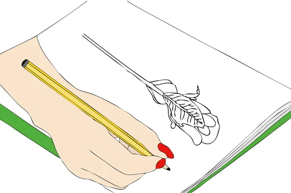 빨간 로즈의 스케치 — 스톡 사진