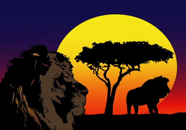 Leões em África — Fotografia de Stock