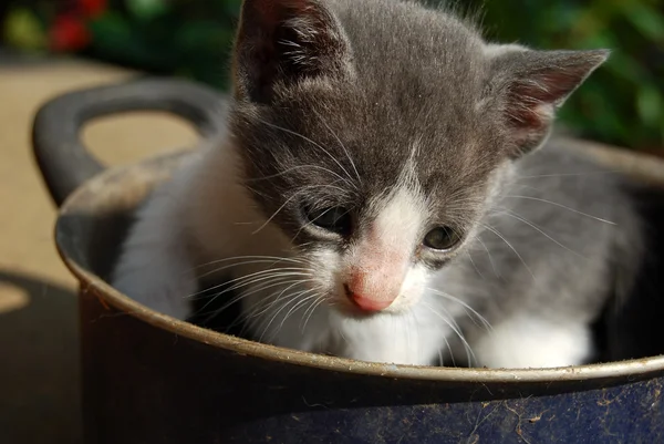 Vita da gatti 001 — Foto Stock