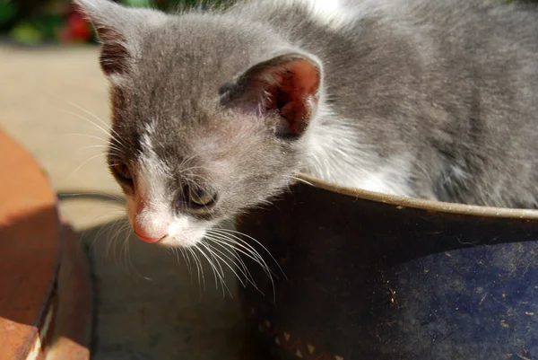 Liv av katter 006 — Stockfoto