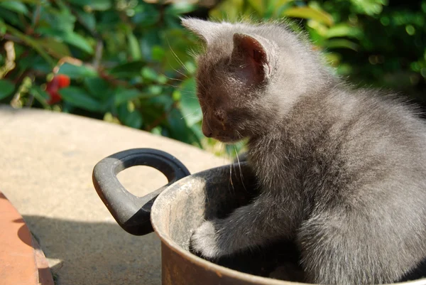 Liv av katter 020 — Stockfoto