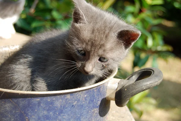 Liv av katter 027 — Stockfoto