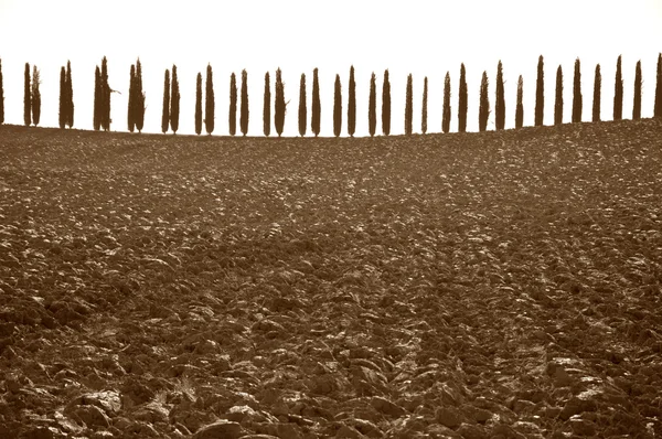 Terras da Toscana 394 — Fotografia de Stock