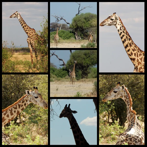 Özgürlük savana - Tanzanya - Afrika — Stok fotoğraf