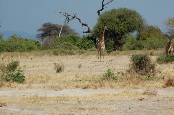 Frihet i Afrikas savann - tanzania- — Stockfoto