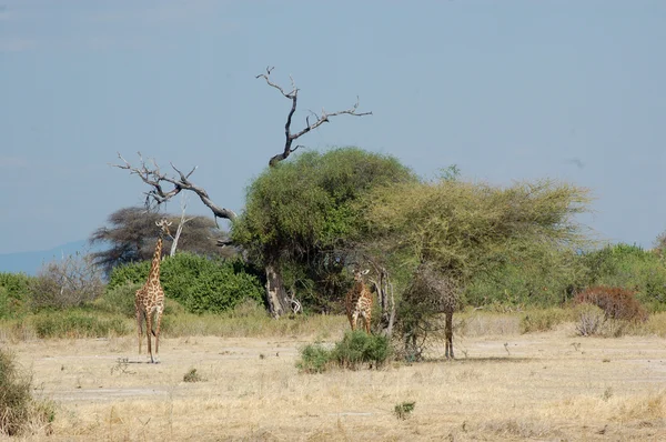 A liberdade na savana - Tanzânia - África — Fotografia de Stock