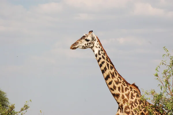 Svoboda v Africe savany - Tanzanie- — Stock fotografie