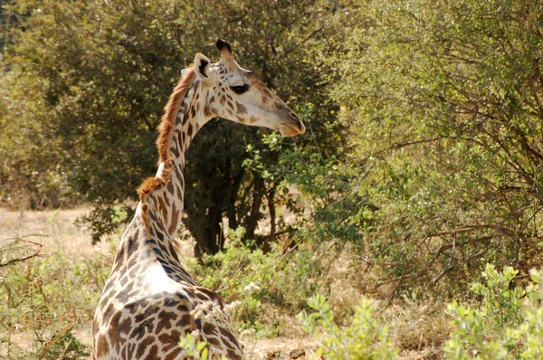 A liberdade na savana - Tanzânia - África — Fotografia de Stock