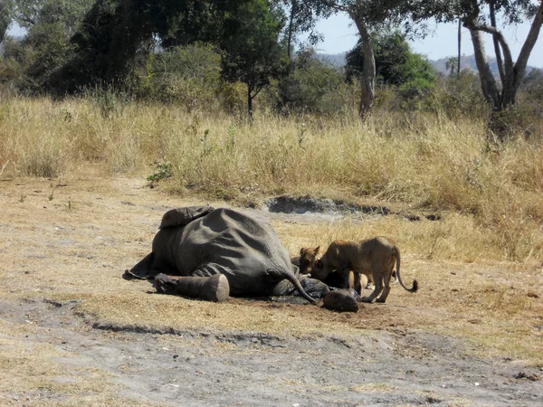 Två honorna fest på kadavret av en elefant - tanzania - en — Stockfoto