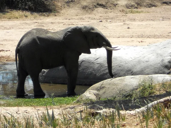 Um elefante está bebendo em uma piscina de água - Tanzânia - África — Fotografia de Stock