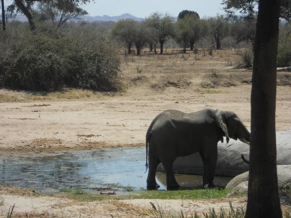 Un elefante está bebiendo en un charco de agua - Tanzania - África — Foto de Stock