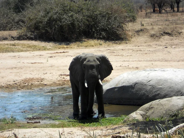 Un elefante está bebiendo en un charco de agua - Tanzania - África — Foto de Stock