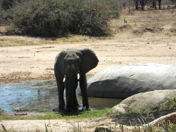 Un elefante está bebiendo en un charco de agua - Tanzania - África — Foto de Stock