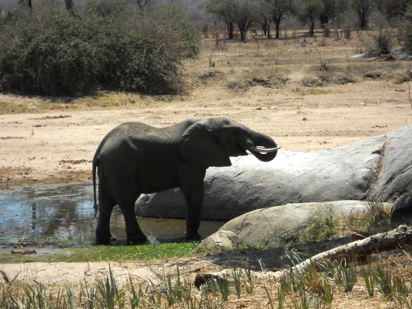 Bir fil su - Tanzanya - Afrika bir havuzda içiyor — Stok fotoğraf