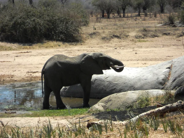 Un elefante está bebiendo en un charco de agua - Tanzania - África — Foto de Stock