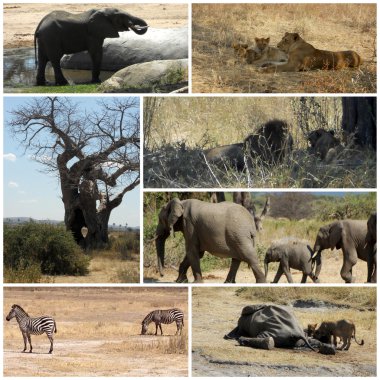 savanna - Tanzanya - Afrika görüntüleri