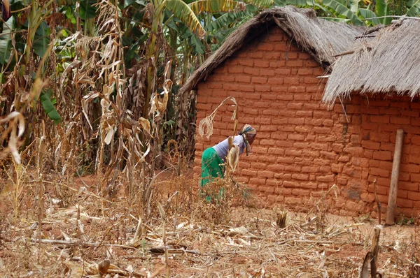 Wieś pomerini - tanzania - Afryka - sierpień 2013 — Zdjęcie stockowe