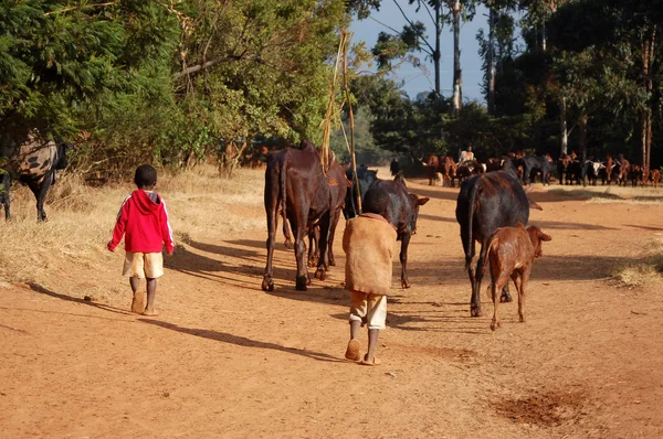 The animals go grazing - Pomerini - Tanzania - Africa 2013
