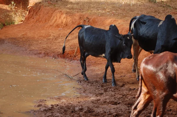 Zwierzęta przejść wypas - pomerini - tanzania - Afryka 2013 — Zdjęcie stockowe
