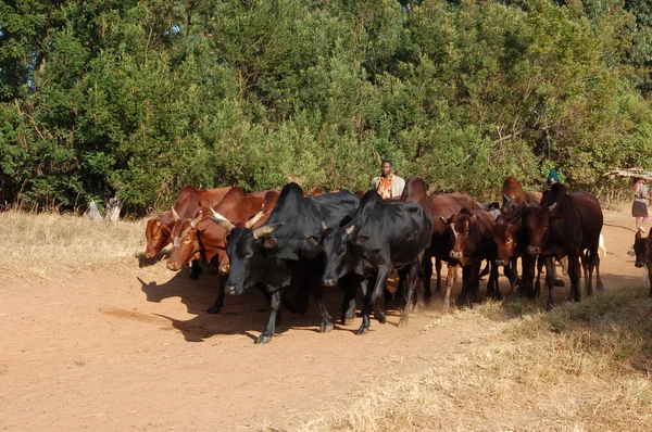 动物去放牧-村 pomerini-坦桑尼亚-非洲 2013 — 图库照片